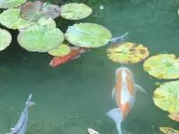 モネの池（名もなき池）の写真・動画_image_81606