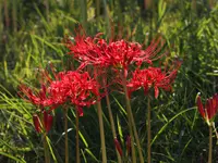 南足柄市運動公園の写真・動画_image_81677