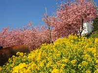 松田山ハーブガーデンの写真・動画_image_81679