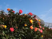 小田原フラワーガーデンの写真・動画_image_81680