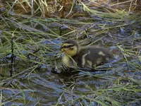 ウェストン碑の写真・動画_image_817256