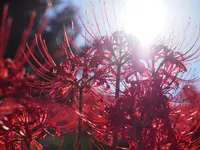 南足柄市運動公園の写真・動画_image_81732