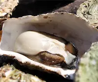 はっかいの写真・動画_image_81851