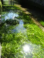 地蔵川の写真・動画_image_820698