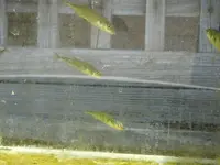 醤油屋喜代治商店の写真・動画_image_820717