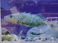 醤油屋喜代治商店の写真・動画_image_820718