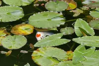 モネの池（名もなき池）の写真・動画_image_82100