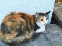 すぎやまの写真・動画_image_82259
