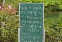 モネの池（名もなき池）の写真・動画_image_82278