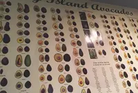 avocafeの写真・動画_image_82551