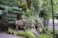 來宮神社の写真・動画_image_82656