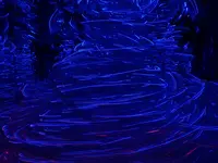 チームラボ バイオヴォルテックス 京都の写真・動画_image_827332