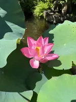 長谷寺の写真・動画_image_827381