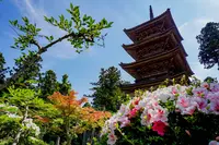 妙宣寺の写真・動画_image_82887