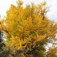 清水寺の写真・動画_image_82890