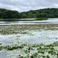 南湖公園の写真・動画_image_829172