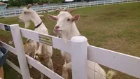 長井海の手公園ソレイユの丘の写真・動画_image_83022
