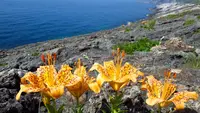波蝕甌穴群の写真・動画_image_83065