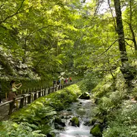 白糸の滝の写真・動画_image_831266