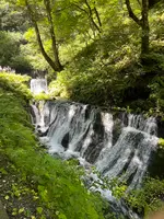 白糸の滝の写真・動画_image_831267