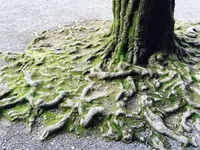 明治神宮の写真・動画_image_83186