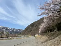 湯沢中央公園【桜の名所】の写真・動画_image_832088
