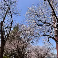 湯沢中央公園【桜の名所】の写真・動画_image_832091