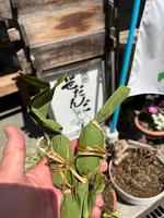 越後湯沢温泉の写真・動画_image_832094