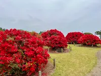 偕楽園の写真・動画_image_832969