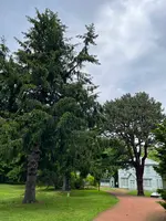北海道大学植物園の写真・動画_image_833230