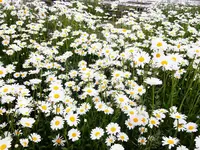 新栄の丘 展望公園の写真・動画_image_83381