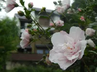伏見十石舟の写真・動画_image_83428