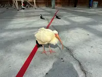 掛川花鳥園の写真・動画_image_837212