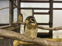 掛川花鳥園の写真・動画_image_837214