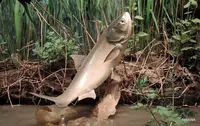 北区飛鳥山博物館の写真・動画_image_83983