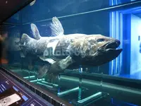 アクアマリンふくしまの写真・動画_image_84099
