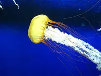 新江ノ島水族館の写真・動画_image_84109
