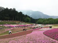 羊山公園の写真・動画_image_84450
