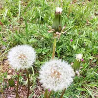 羊山公園の写真・動画_image_84451