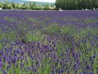 ファーム富田の写真・動画_image_84486