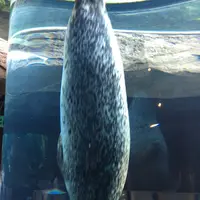 旭川市 旭山動物園の写真・動画_image_84492