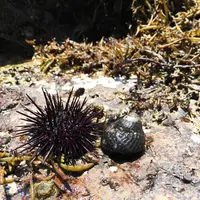 師崎の写真・動画_image_84501