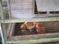 北坂養鶏場の写真・動画_image_84528