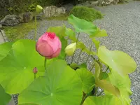 同聚院の写真・動画_image_84659