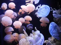 鴨川シーワールドの写真・動画_image_84913