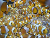 鴨川シーワールドの写真・動画_image_84914