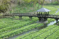 大王わさび農場の写真・動画_image_85319