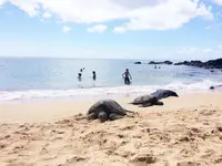 ノースショアの写真・動画_image_85598