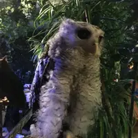 ふくろうカフェ アウルの森の写真・動画_image_85631