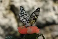 琉宮城蝶々園の写真・動画_image_85731